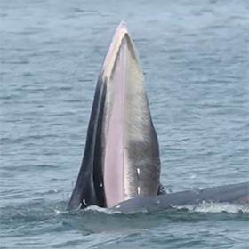 Venez observer le Rorqual de Bryde
