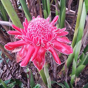 Merveilles de la nature, le sanctuaire d'Umphang