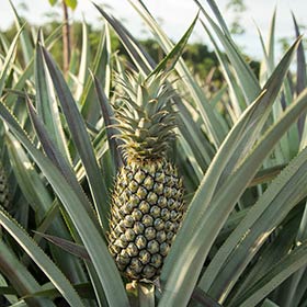 L’ananas, trésor de Phuket