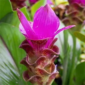 Toute la beauté des tulipes de Siam