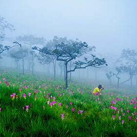 Les champs de fleurs de Chaiyaphum