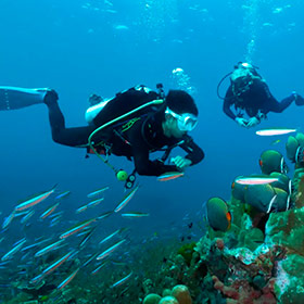 Immersion dans les beaux parcs nationaux marins