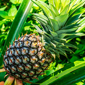 Les délicieux ananas thaïs