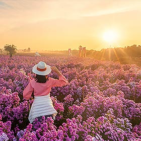Calendrier des floraisons 