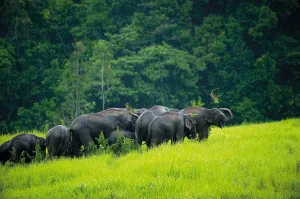 A Group of Elephant in Khao Yai National Park, Nakhon Ratchasima - Published in Khao Yai, Headstream of the Natural World, Osotho Magazine,
