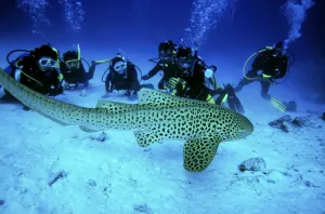 Underwater Photo at Mu Ko Similan National Park, Phang-nga