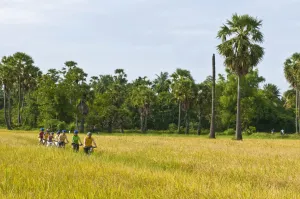 Cycling in rice field, Phetchaburi 