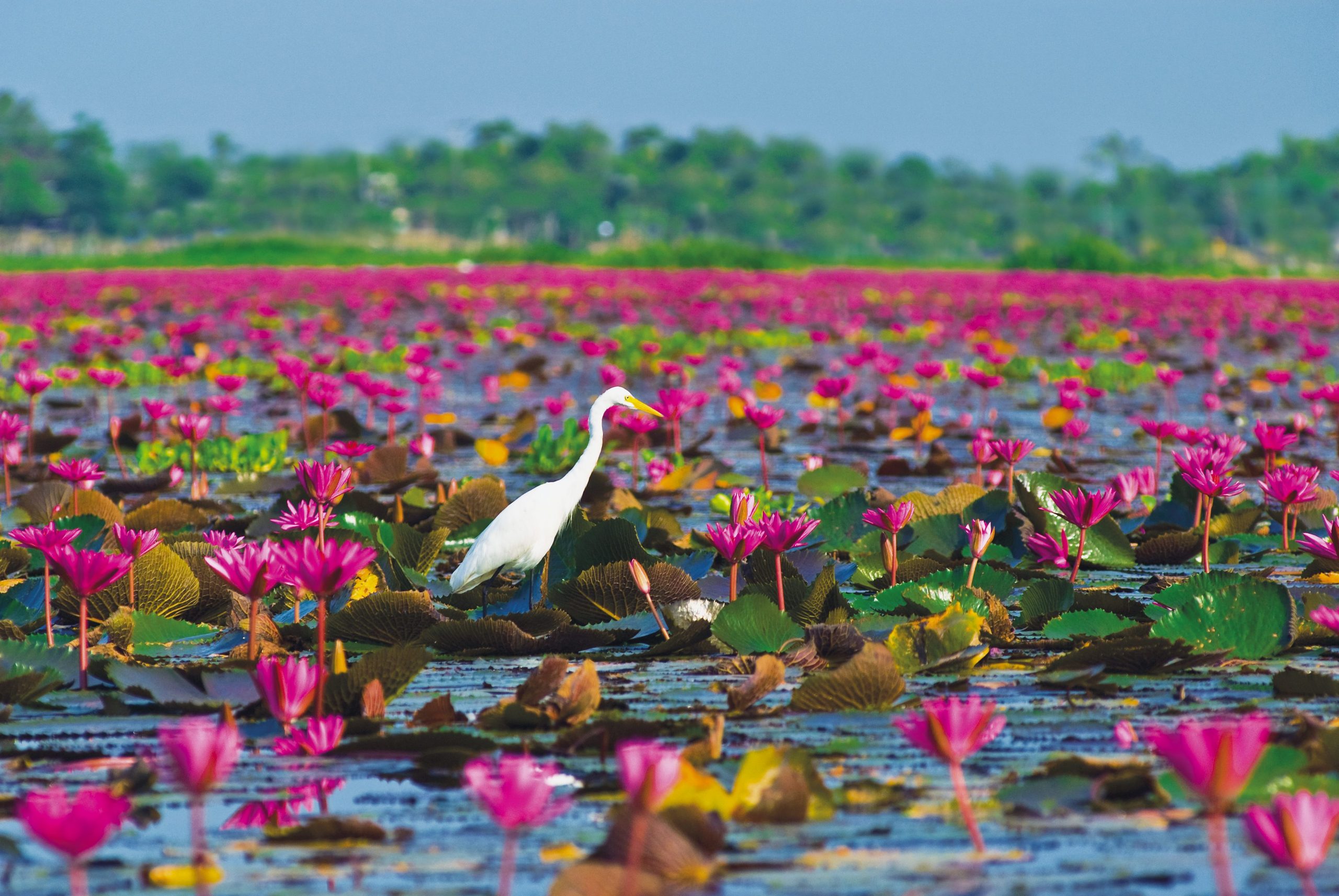 Озеро Нонг Хан Таиланд