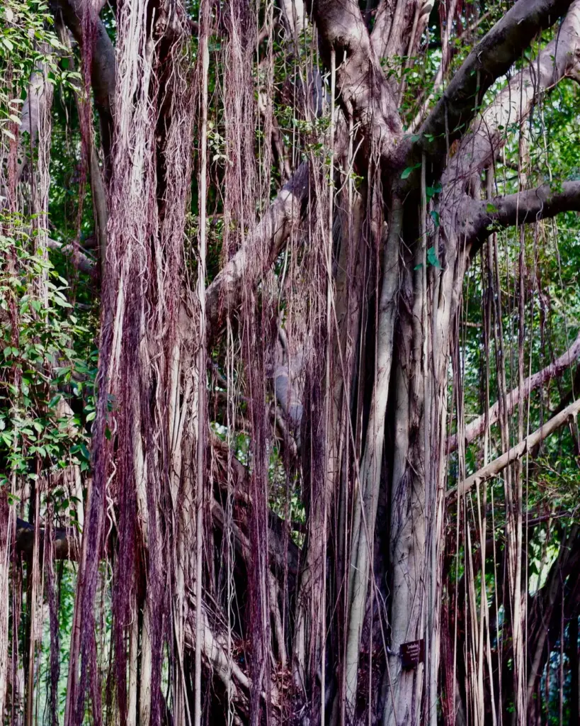 Gros plan sur les troncs et les longues racines aériennes d'un grand arbre tropical au cœur d'un espace boisé.