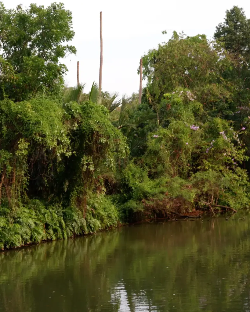 Étendue d'eau calme entourée d'une végétation tropicale dense et d'arbres aux feuillages luxuriants.